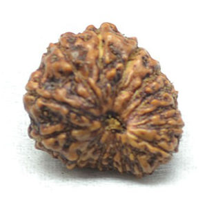 15 Mukhi