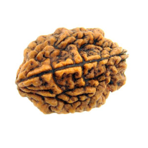 2 mukhi