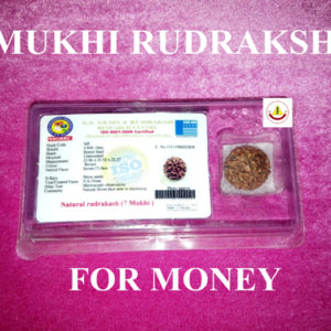 7 Mukhi Rudraksh