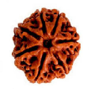 7 mukhi