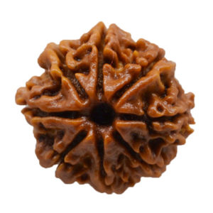 8 Mukhi