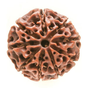 9 Mukhi