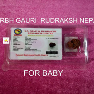 Garbh Gauri Rudraksh